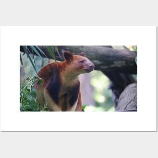 Goodfellow's Tree Kangaroo Posters and Art